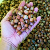 Taze Akçakoca Fındığı 2022 Yılı Mahsulü 3 kg